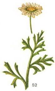 піретрум цинерариелистный